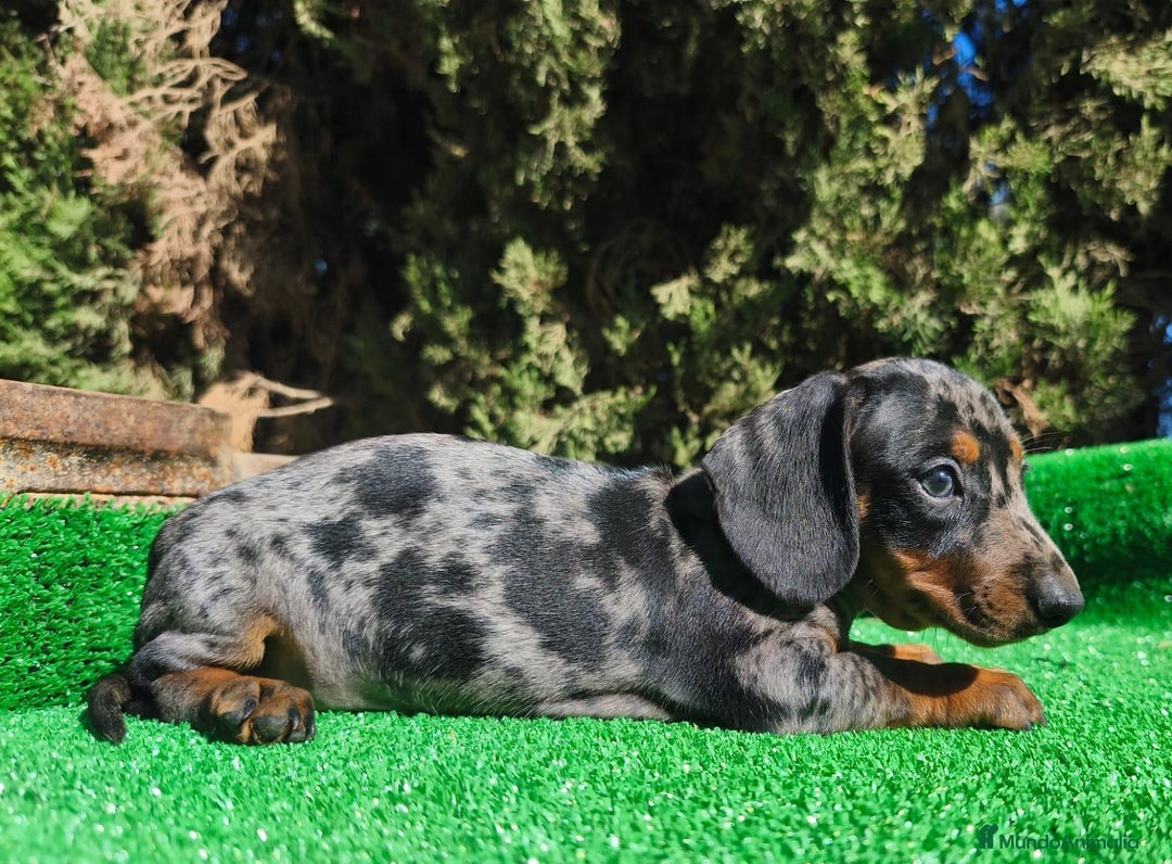 Teckel perros en venta: Teckel Arlequin Plata - Imagen 3