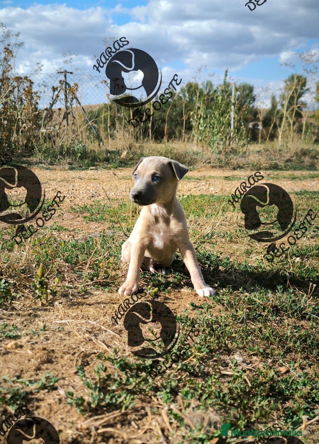 Pequeño Lebrel Italiano perros en venta: Lebrel italiano, piccolo - Imagen 3