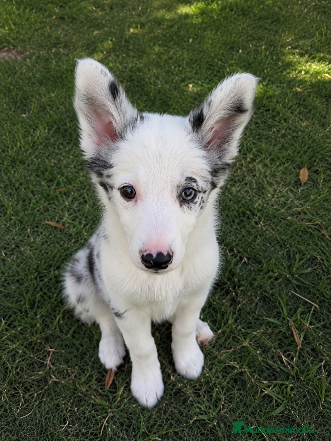 Border Collie perros BORDER COLLIE BLUE MERLE – MACHO 💙🐾 - Anuncio 5