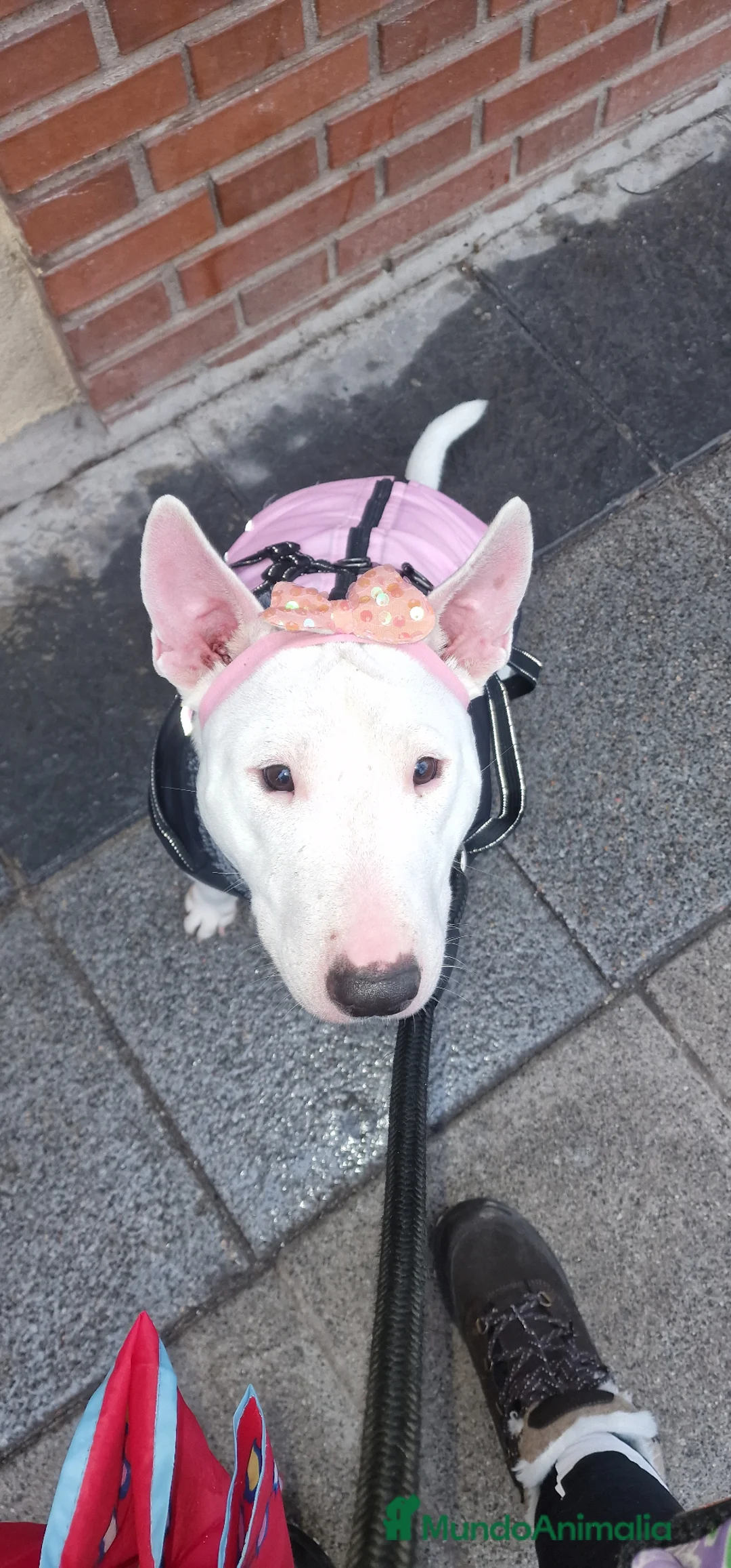 Bull Terrier perros para monta: Busco bull terrier mini para monta macho - Anuncio 1