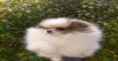 Pomerania perros - Anuncio 8
