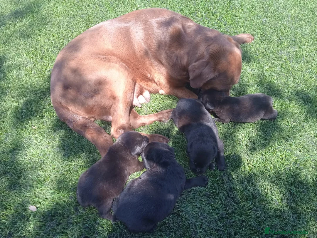 Labrador Retriever perros en venta: Labrador negro - Anuncio 1