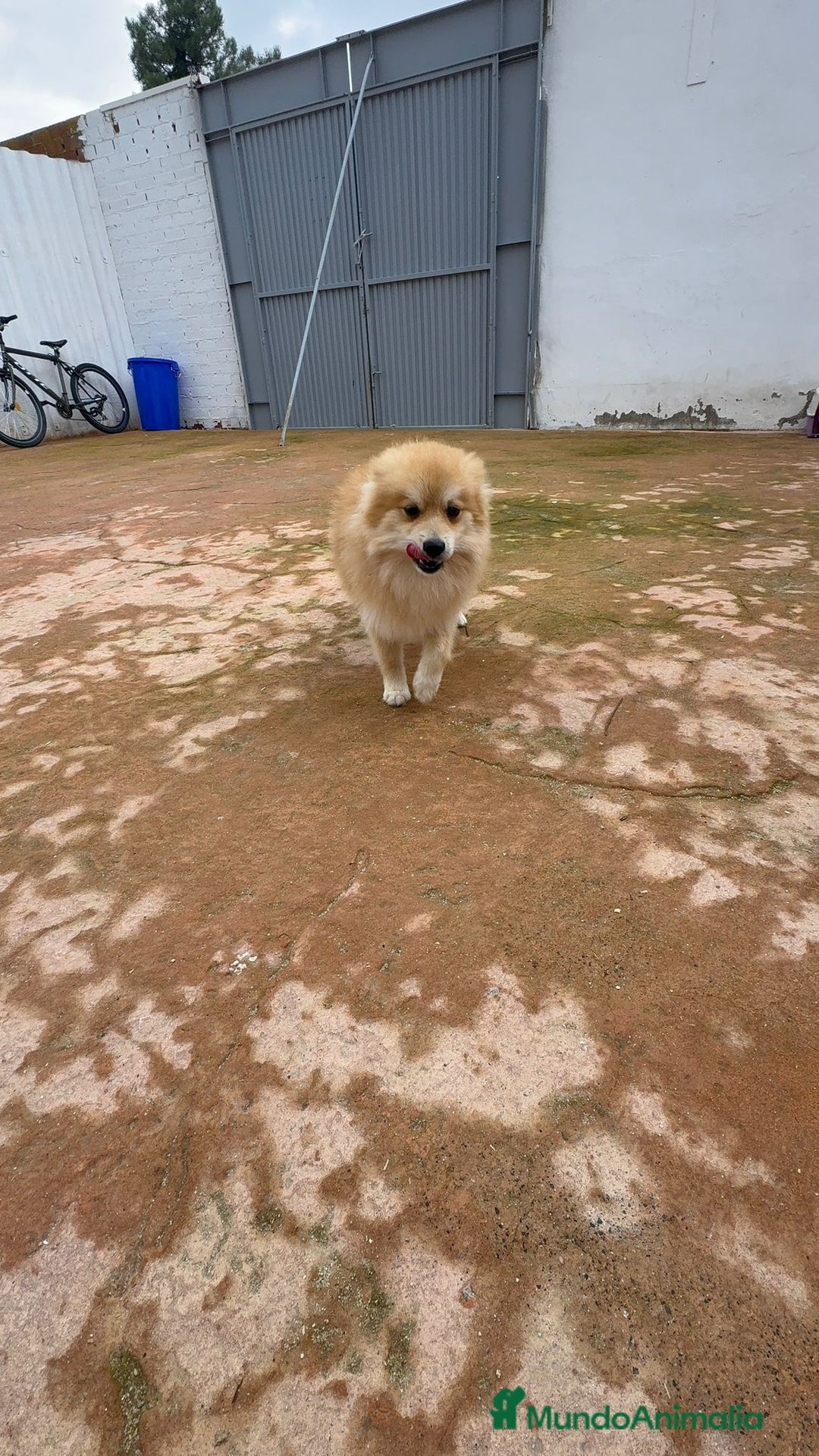 Pomerania perros en venta: Último pomerania  - Anuncio 7