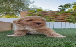 Caniche Toy perros en venta: CANICHE TOY MACHO - Imagen 12
