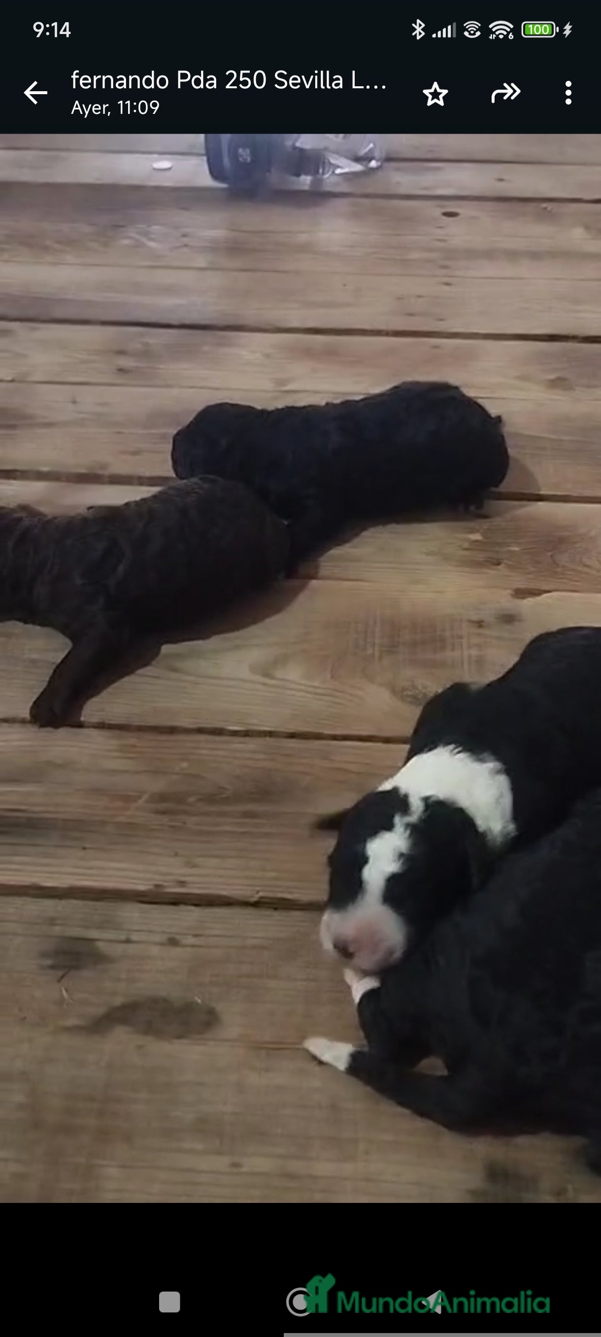 Perro de Agua Español perros Perros de agua  - Anuncio 2