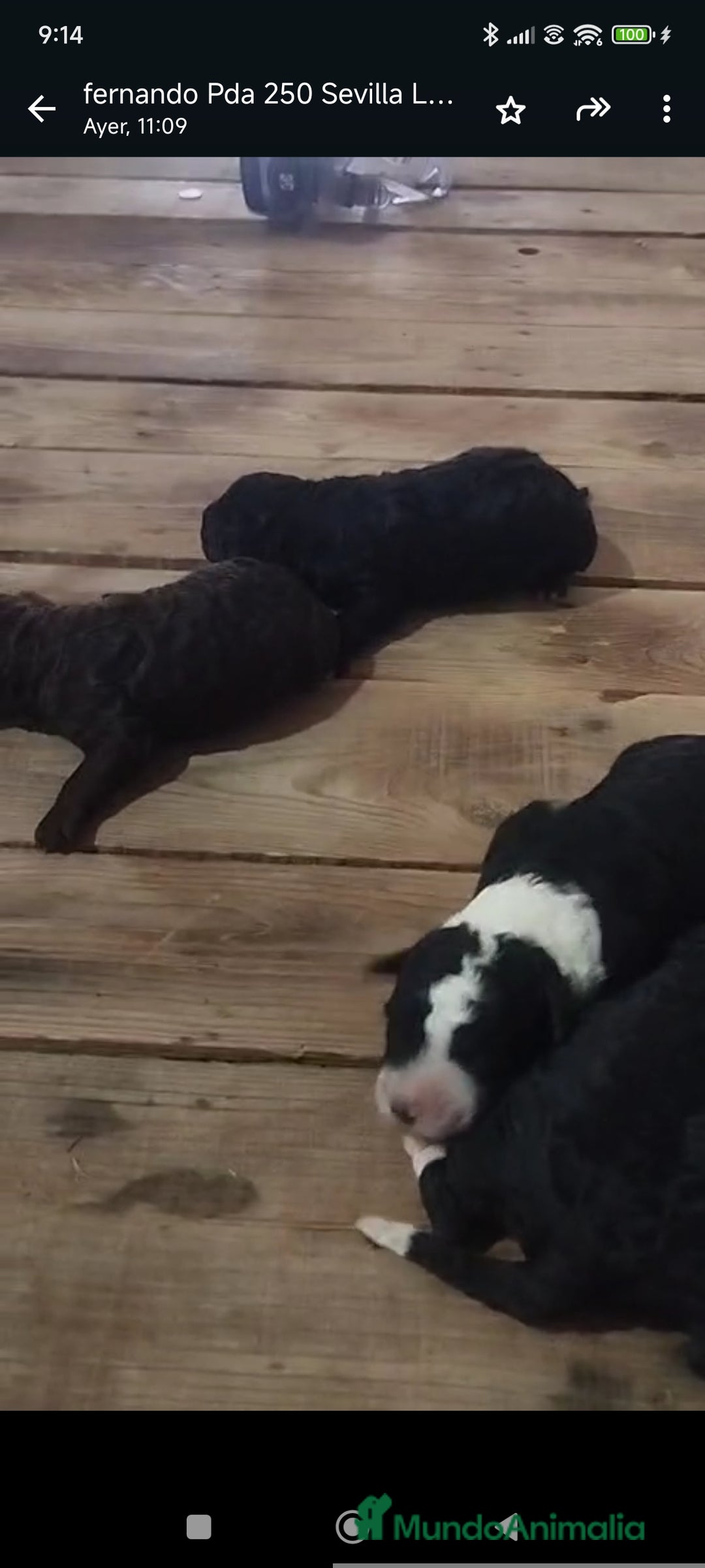 Perro de Agua Español perros en venta: Perros de agua  - Anuncio 2