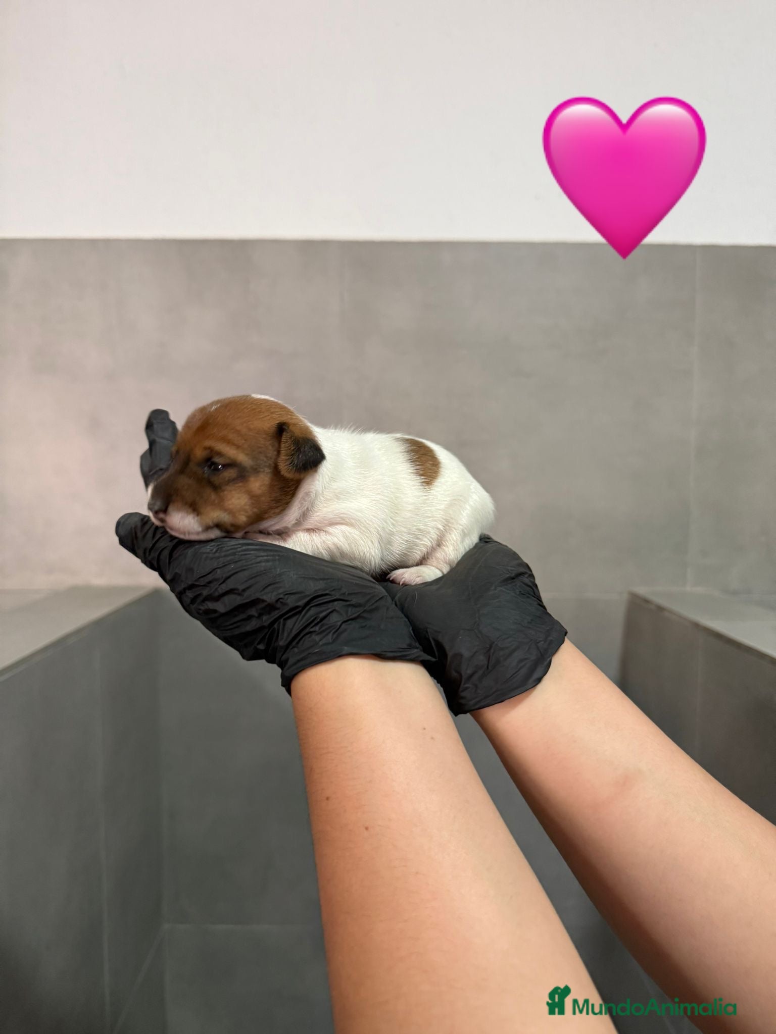 Jack Russell Terrier perros Cachorros Jack Russell bicolor patita corta  - Anuncio 2