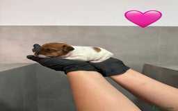 Jack Russell Terrier perros en venta: Cachorros Jack Russell bicolor patita corta  - Imagen 2