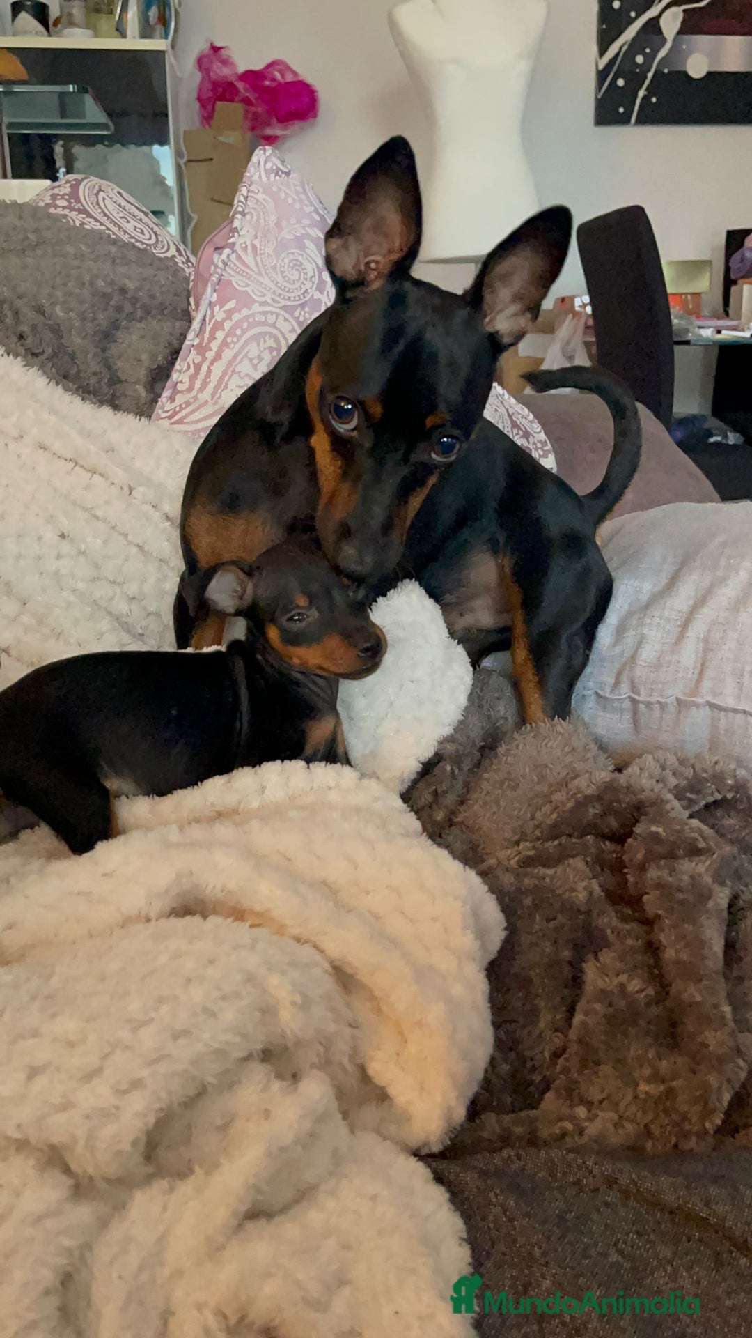 Pinscher Miniatura perros en venta: Espectaculares mini pincher  - Anuncio 1