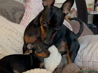 Pinscher Miniatura perros Espectaculares mini pincher - Anuncio 1