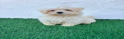 Bichón Maltés perros en venta: Bichon Maltes coreana - Anuncio 11
