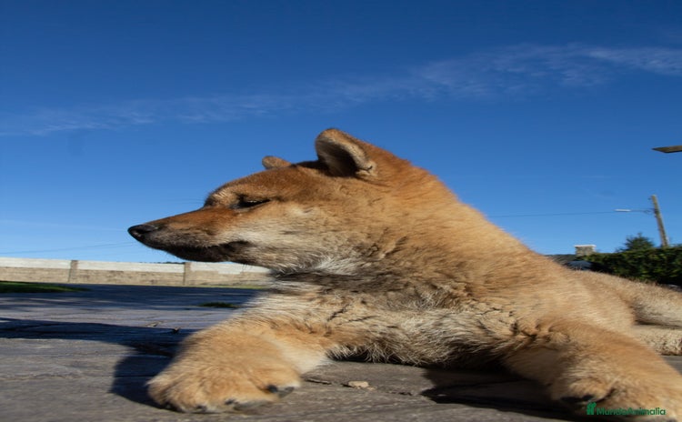 Shiba Inu perros - Propaganda 1