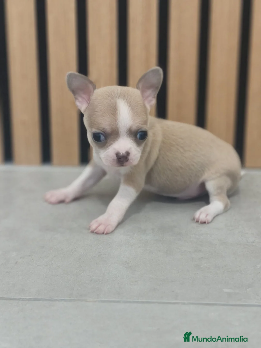 Chihuahua perros en venta: Chihuahua toy en Valencia - Anuncio 4