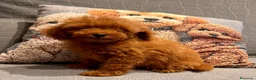Caniche Toy perros en venta: Caniche Toy rojo  - Anuncio 2