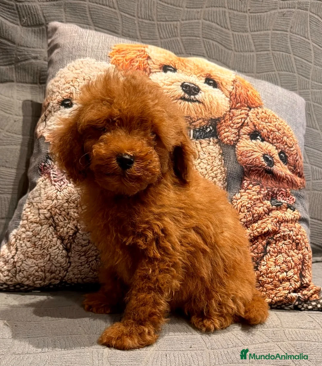 Caniche Toy perros en venta: Caniche Toy rojo  - Anuncio 2