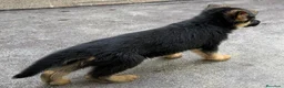 Pastor Alemán perros en venta: Cachorros pastor alemán Pedigree excelente  - Anuncio 23