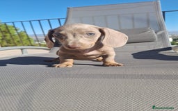 Teckel perros en venta: Teckel Mini - Imagen 3