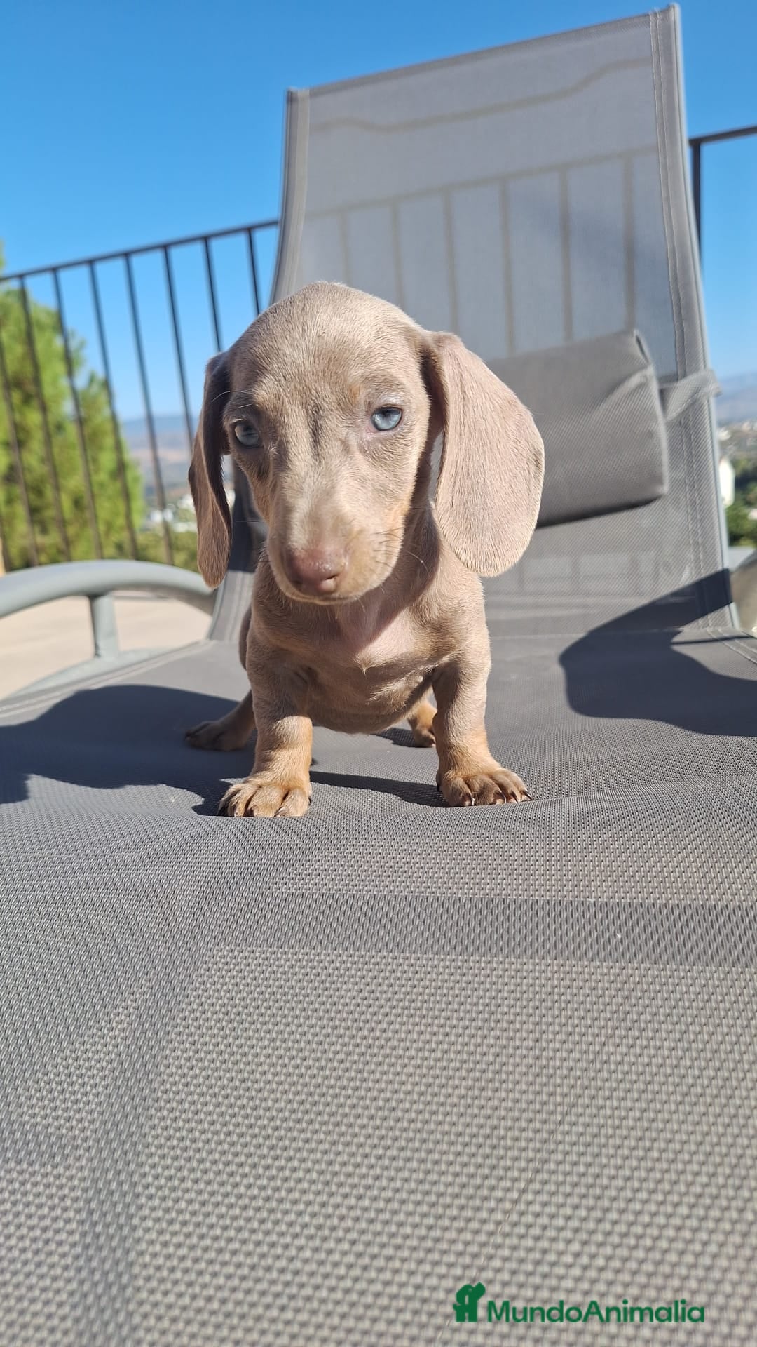 Teckel perros en venta: Teckel Mini - Imagen 3