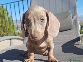 Teckel perros Teckel Mini - Anuncio 16