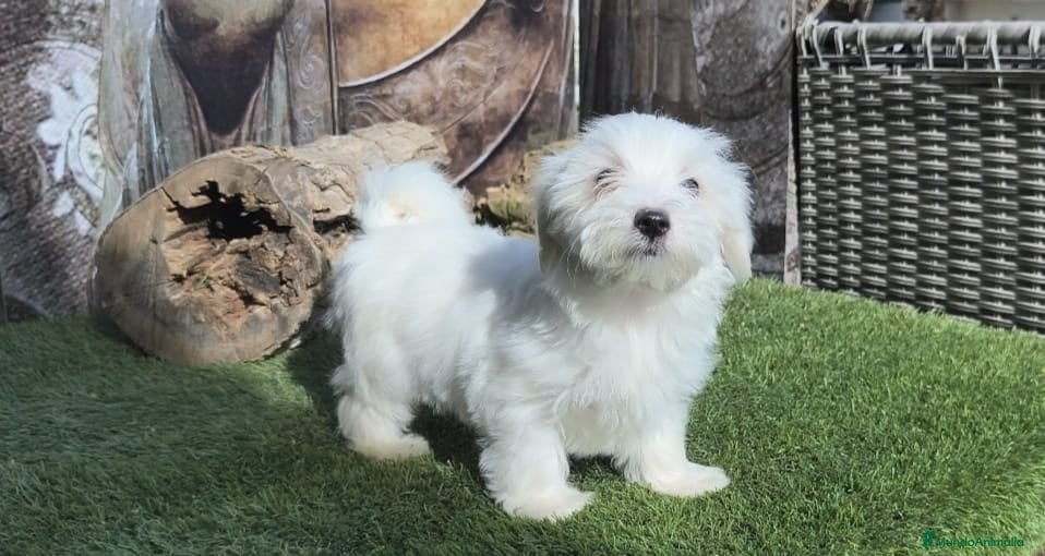 Bichón Maltés perros en venta: Bichon maltes - Anuncio 8