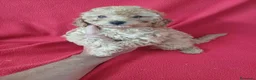 Caniche Enano perros en venta: Caniche Enano  - Anuncio 2