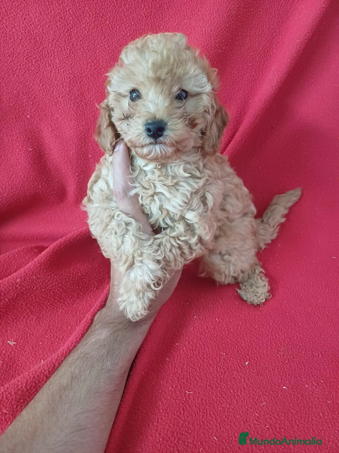 Caniche Enano perros en venta: Caniche Enano  - Anuncio 2
