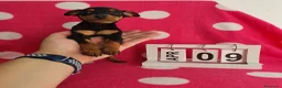 Pinscher Miniatura perros en venta: Pinscher miniatura  - Anuncio 5