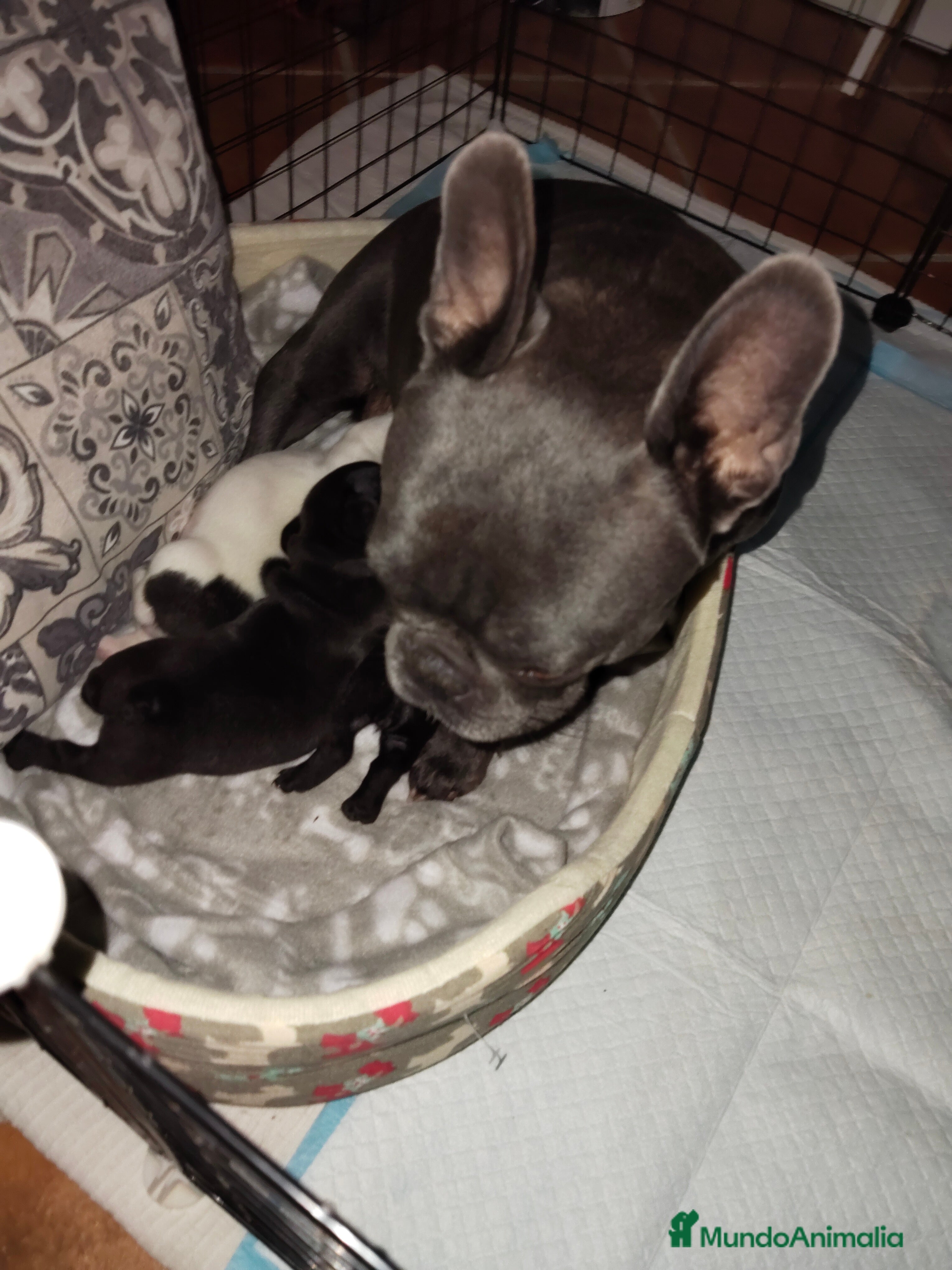 Bulldog Francés perros Bulldog francés negritas preciosas  - Anuncio 9