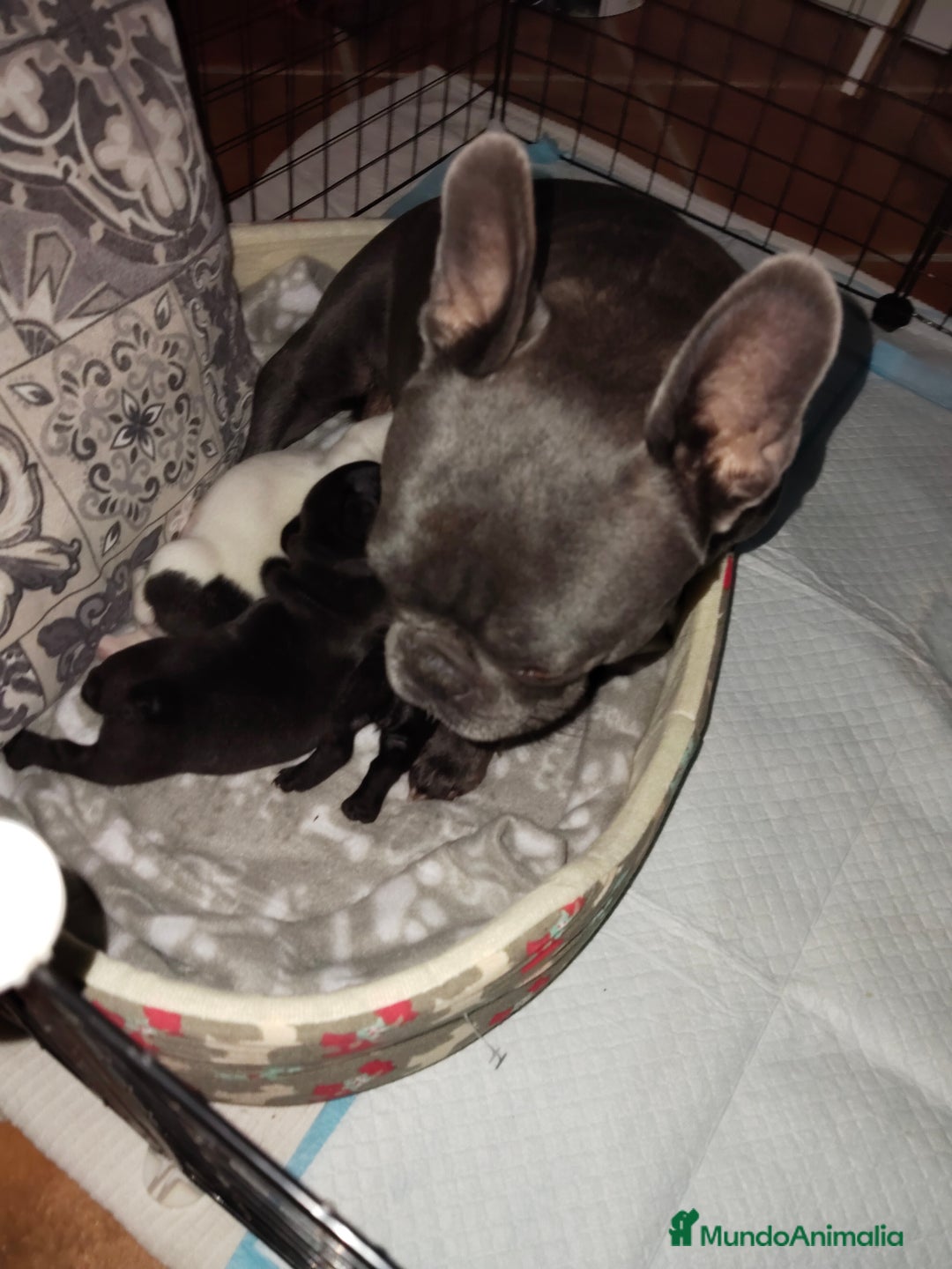 Bulldog Francés perros en venta: Bulldog francés negritas preciosas  - Anuncio 1