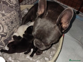 Bulldog Francés perros Bulldog francés negritas preciosas - Anuncio 4