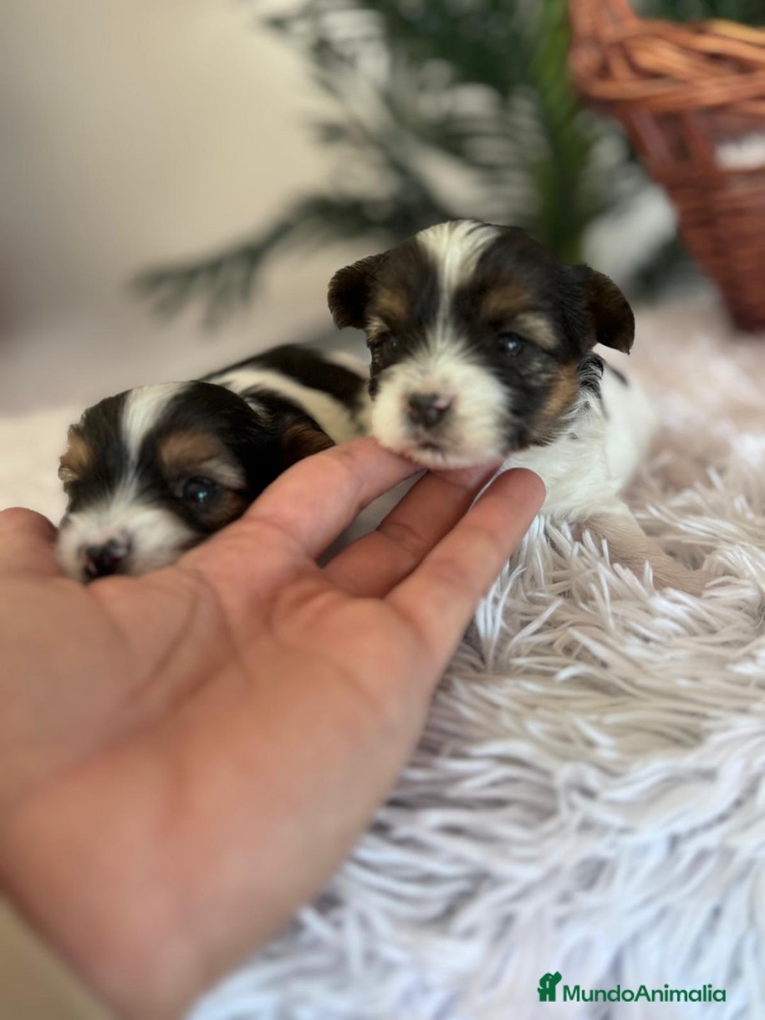 Yorkshire Terrier perros en venta: YORKSHIRE BIEWER - Anuncio 12