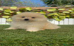Pomerania perros en venta: POMERANIA BLANCA HEMBRA  - Imagen 6