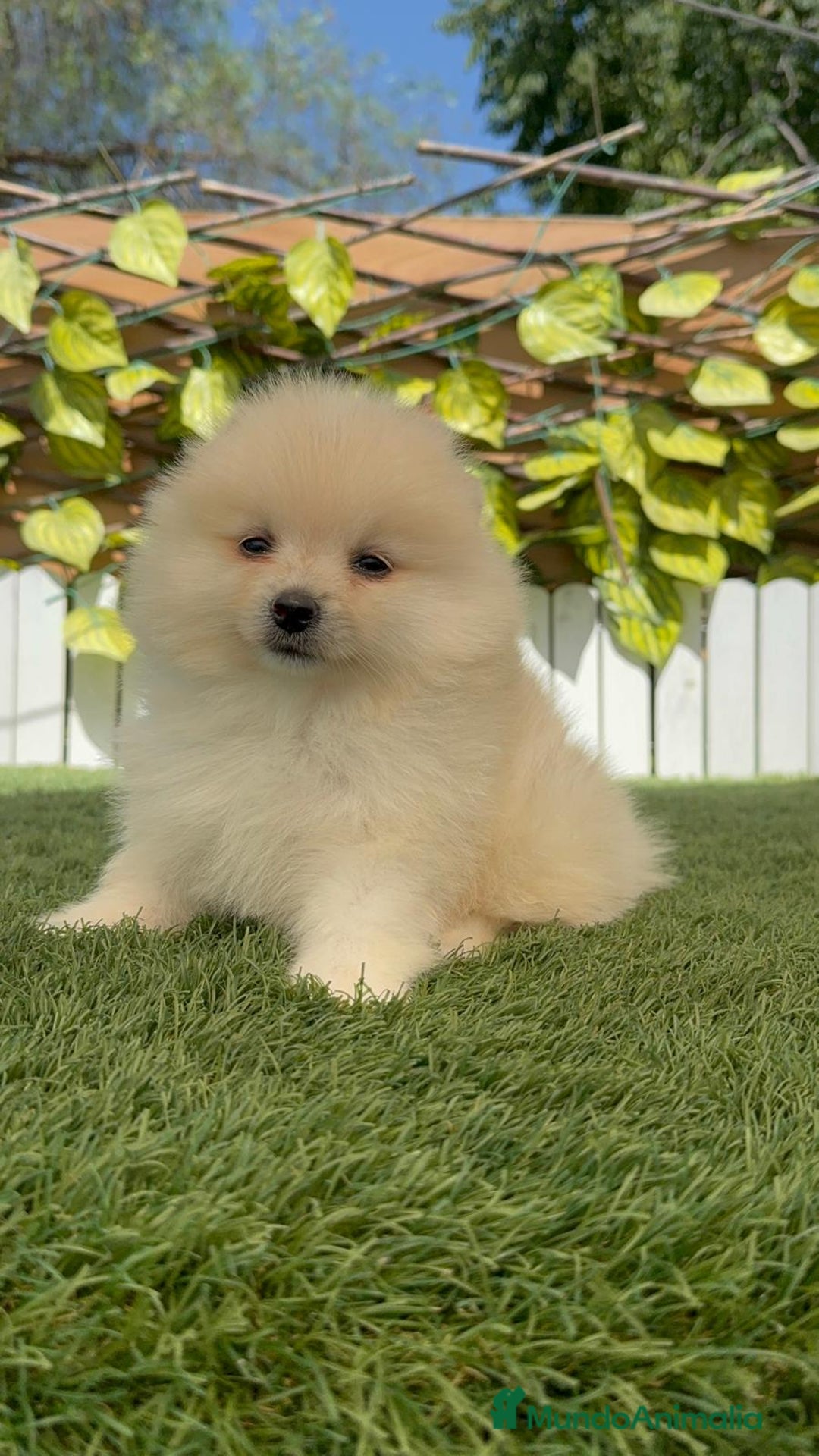 Pomerania perros en venta: POMERANIA BLANCA HEMBRA  - Imagen 6