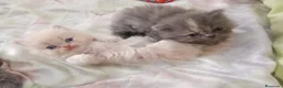 Persa gatos en venta: Gatitos persa himalayo  - Anuncio 8