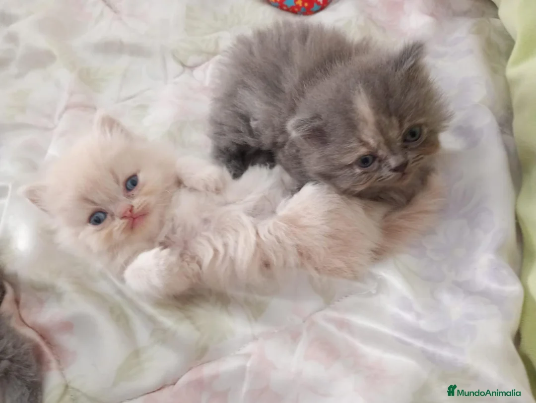 Persa gatos en venta: Gatitos persa himalayo  - Anuncio 8