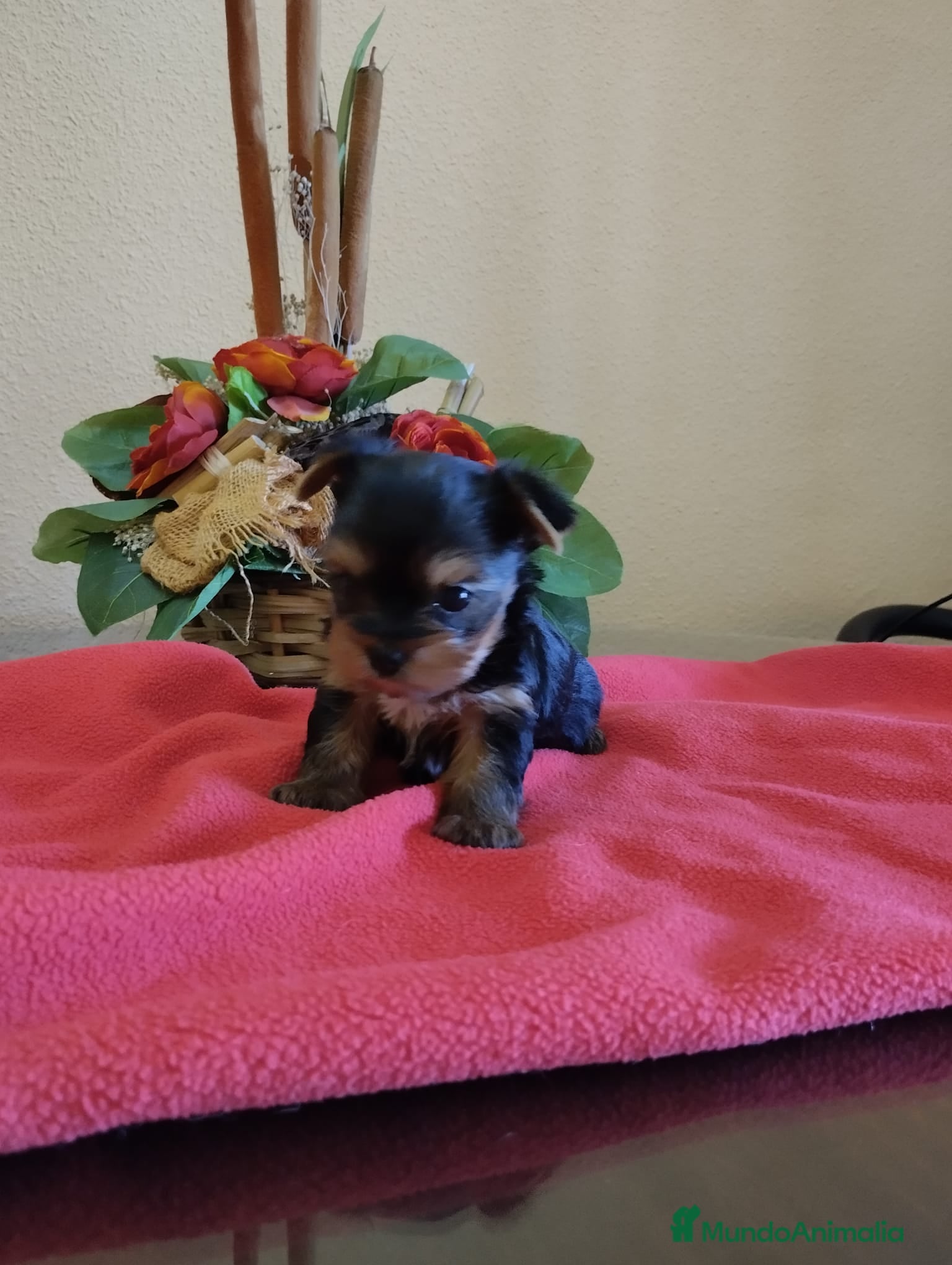 Yorkshire Terrier perros en venta: Yorkshire terrier toy  - Anuncio 10