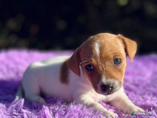 Jack Russell Terrier perros - Anuncio 2