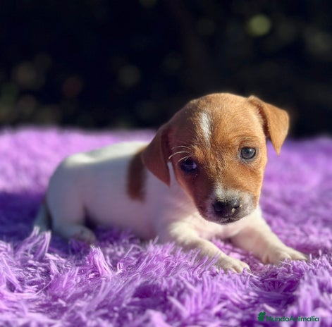 Jack Russell Terrier perros - Anuncio 1