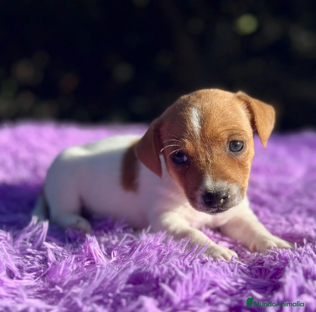 Jack Russell Terrier perros en venta: Jack Russell hembra bicolor.  - Anuncio 1