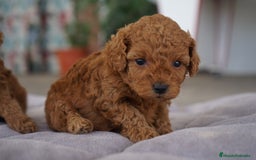 Caniche Toy perros en venta: 🐾 Atom – Caniche Toy rojo ❤️ - Imagen 6