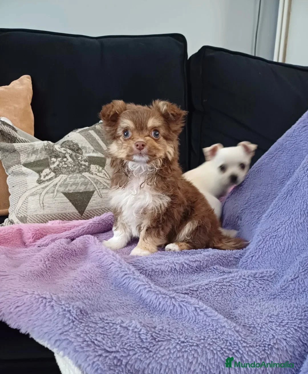 Chihuahua perros en venta: CHIHUAHUA CACHORROS PRECIOSOS  - Anuncio 5