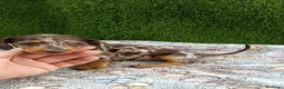 Teckel Miniatura perros en venta: Teckel kaninchen de todos los colores  - Anuncio 7