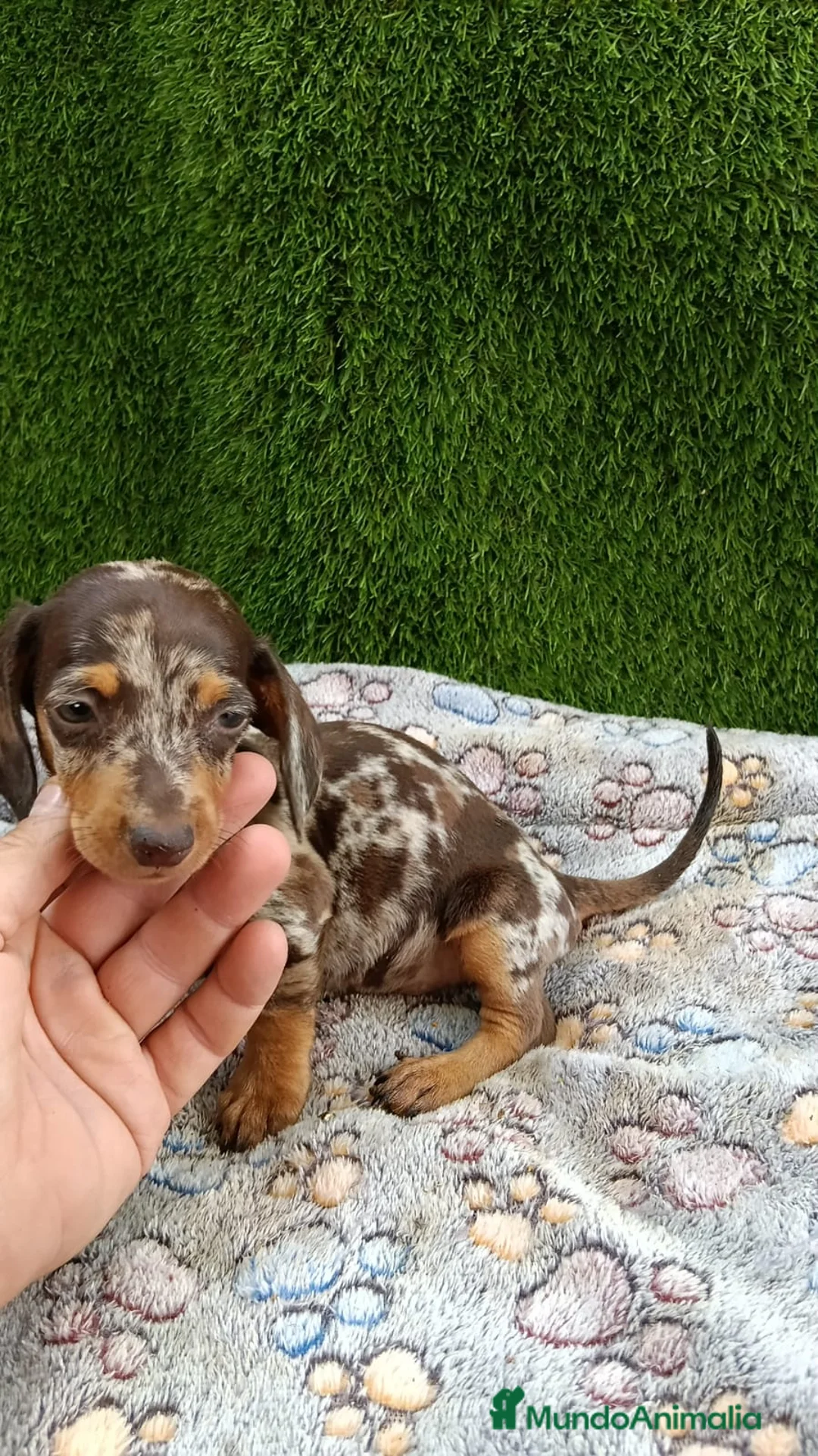 Teckel Miniatura perros en venta: Teckel kaninchen de todos los colores  - Anuncio 7