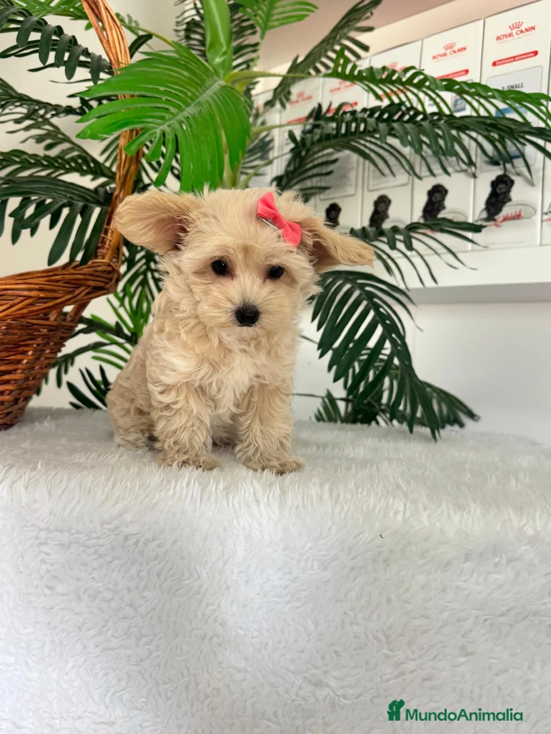 Maltipoo perros en venta: MALTIPOO HEMBRA - Anuncio 12