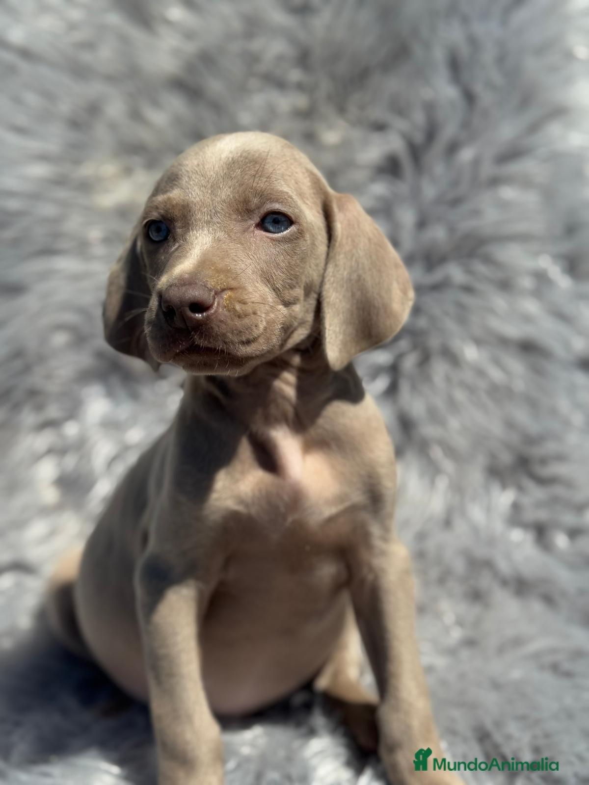 Weimaraner perros WEIMENARE MACHO DISPONIBLE en Barcelona - Anuncio 2