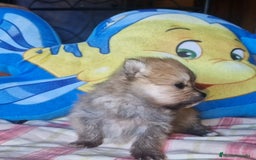 Pomerania perros en venta: Pomerania 50% linea Rusa - Imagen 3