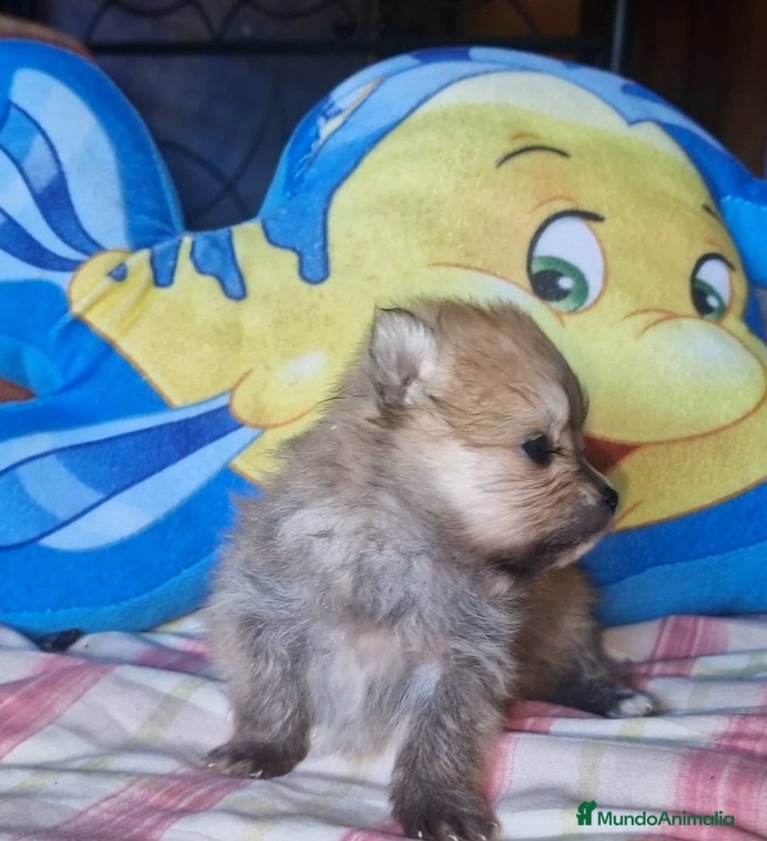 Pomerania perros en venta: Pomerania 50% linea Rusa - Imagen 3