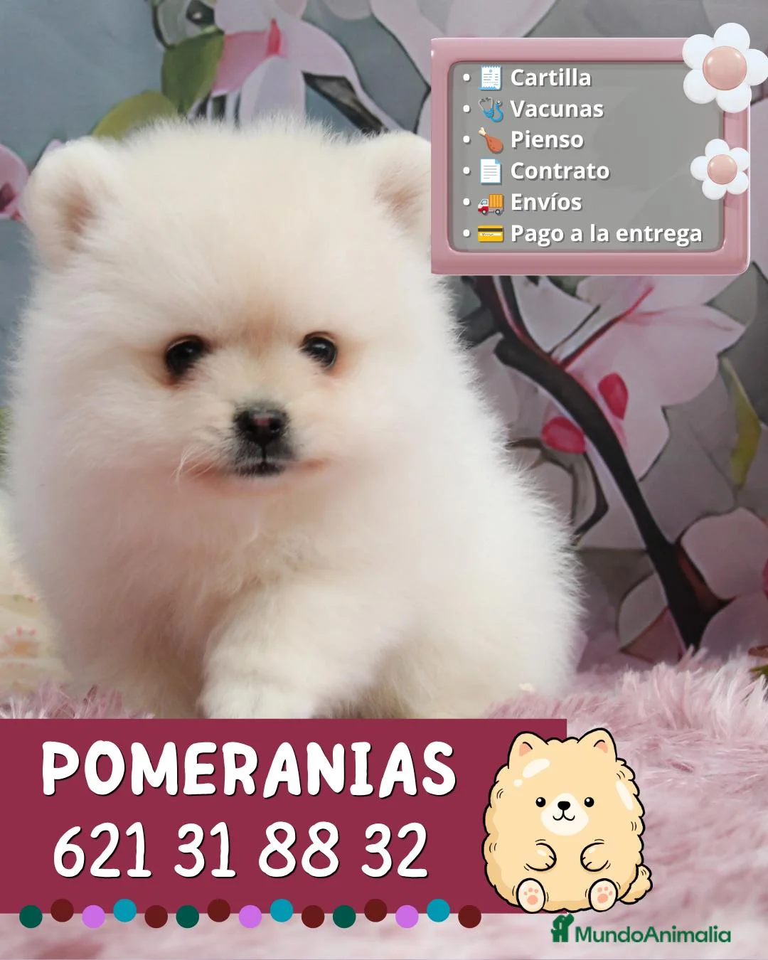 Pomerania perros en venta: Auténticos pomerania carita de osito - Anuncio 1