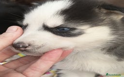 Husky Siberiano perros en venta: Husky siberiano  - Imagen 7