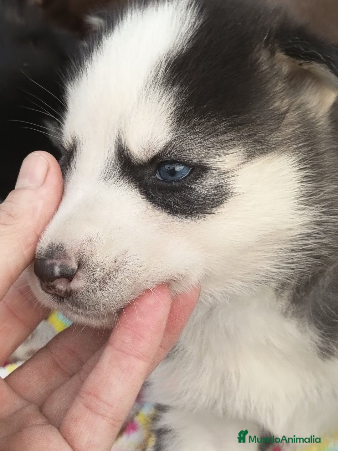 Husky Siberiano perros en venta: Husky siberiano  - Imagen 7